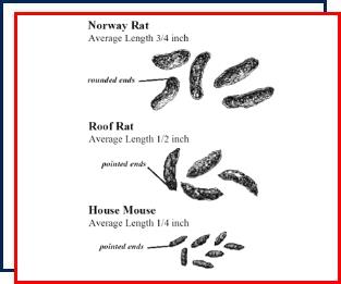 rat removal,Nassau County,New York,rodent control,rat,mouse, Norway rat,nocturnal animals,fleas,mites,birds,diseases,burrows, footprints,droppings,roof rats,mice,nests,traps,pest control,inspection, trapping,exterminators,rodent-proof,wildlife,repellents,exclusion 